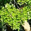 Sclerocarya birrea ssp. Caffra - Marula, Amarula, Árvore fruto do licor de Amarula - Image 10