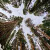 Sequoiadendron giganteum - Sequoia Gigante, Sierra Redwood - Image 2