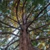 Sequoiadendron giganteum - Sequoia Gigante, Sierra Redwood - Image 3