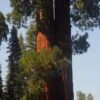 Sequoiadendron giganteum - Sequoia Gigante, Sierra Redwood - Image 4