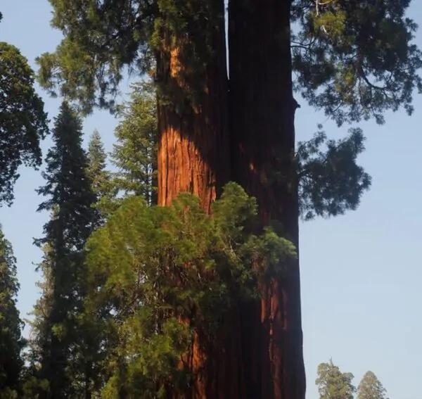 Sequoiadendron giganteum - Sequoia Gigante, Sierra Redwood - Image 4