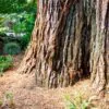 Sequoiadendron giganteum - Sequoia Gigante, Sierra Redwood - Image 5