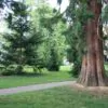 Sequoiadendron giganteum - Sequoia Gigante, Sierra Redwood - Image 6