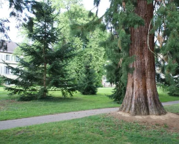 Sequoiadendron giganteum - Sequoia Gigante, Sierra Redwood - Image 6