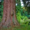 Sequoiadendron giganteum - Sequoia Gigante, Sierra Redwood - Image 7