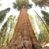 Sequoiadendron giganteum - Sequoia Gigante, Sierra Redwood - Image 8