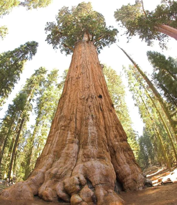 Sequoiadendron giganteum - Sequoia Gigante, Sierra Redwood - Image 8