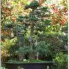 Sequoiadendron giganteum - Sequoia Gigante, Sierra Redwood - Image 10