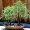 Sequoiadendron giganteum - Sequoia Gigante, Sierra Redwood - Image 11