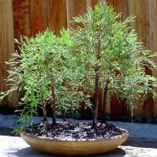 Sequoiadendron giganteum - Sequoia Gigante, Sierra Redwood - Image 11