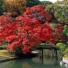 Acer rubrum - Bordo Vermelho, Maple Vermelho - Image 2