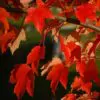 Acer rubrum - Bordo Vermelho, Maple Vermelho - Image 3