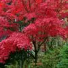 Acer rubrum - Bordo Vermelho, Maple Vermelho - Image 4