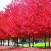Acer rubrum - Bordo Vermelho, Maple Vermelho - Image 6