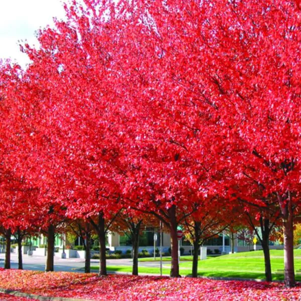 Acer rubrum - Bordo Vermelho, Maple Vermelho - Image 6