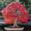 Acer rubrum - Bordo Vermelho, Maple Vermelho - Image 7