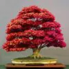 Acer rubrum - Bordo Vermelho, Maple Vermelho - Image 8