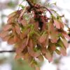 Acer rubrum - Bordo Vermelho, Maple Vermelho - Image 9