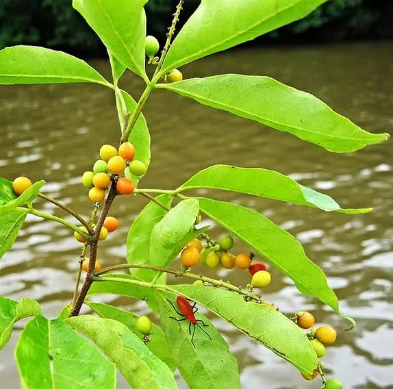 Allophylus cobbe - Cereja indiana doce, Allophylus indiano, Lichia Manbi - Imagem 2