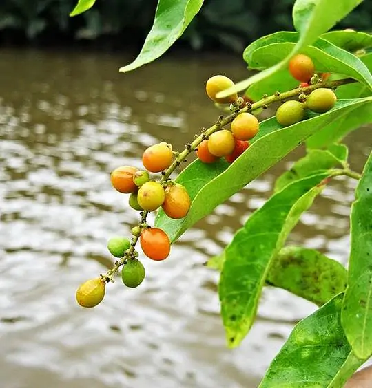 Allophylus cobbe - Cereja indiana doce, Allophylus indiano, Lichia Manbi - Imagem 5