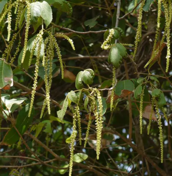 Allophylus cobbe - Cereja indiana doce, Allophylus indiano, Lichia Manbi - Imagem 6
