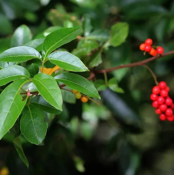 Allophylus cobbe - Cereja indiana doce, Allophylus indiano, Lichia Manbi - Imagem 8