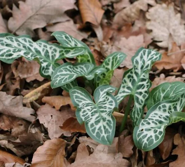 Arum italicum ssp italicum Marmoratum - Lírio Arum italiano, Arum marmorizado, Arum mármore verde, Arum italicum fantasm - Imagem 3