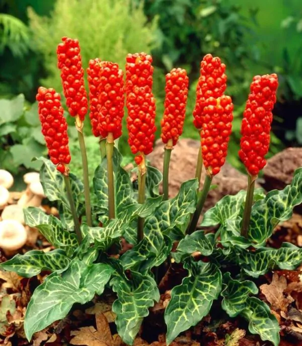 Arum italicum ssp italicum Marmoratum - Lírio Arum italiano, Arum marmorizado, Arum mármore verde, Arum italicum fantasm - Imagem 4