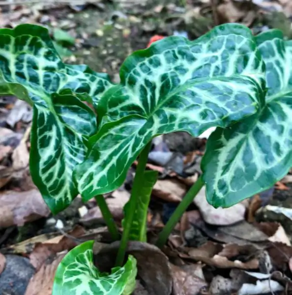 Arum italicum ssp italicum Marmoratum - Lírio Arum italiano, Arum marmorizado, Arum mármore verde, Arum italicum fantasm - Imagem 6