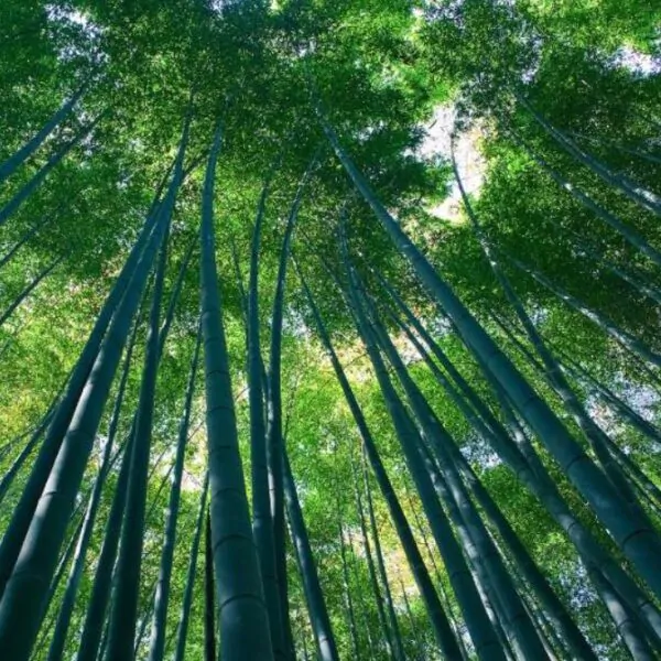 Bambusa bambos (Bambusa arundinacea) - Bambu Indiano, Bambu Gigante, Giant Thorny Bamboo - Imagem 2
