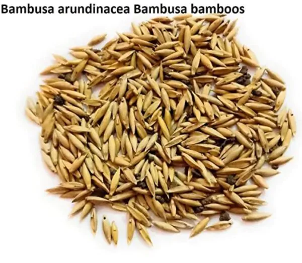 Bambusa bambos (Bambusa arundinacea) - Bambu Indiano, Bambu Gigante, Giant Thorny Bamboo - Imagem 5