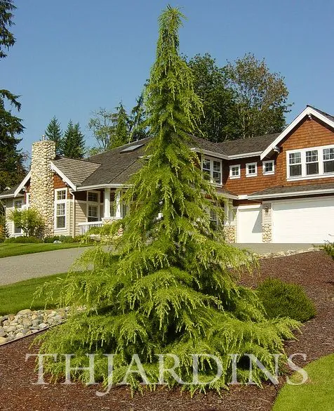 Cedrus deodara - Cedro Do Himalaya - Deodar - Cedro Deodara - Imagem 2