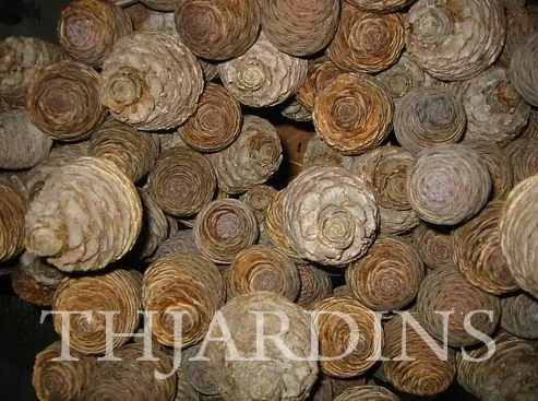 Cedrus deodara - Cedro Do Himalaya - Deodar - Cedro Deodara - Imagem 3