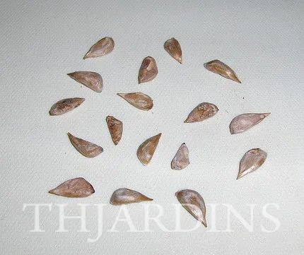 Cedrus deodara - Cedro Do Himalaya - Deodar - Cedro Deodara - Imagem 4