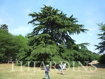 Cedrus deodara - Cedro Do Himalaya - Deodar - Cedro Deodara - Imagem 5