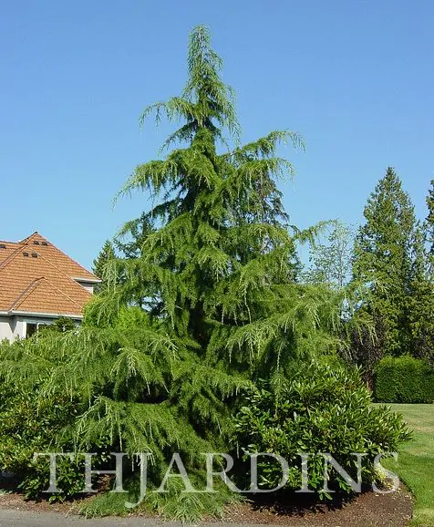 Cedrus deodara - Cedro Do Himalaya - Deodar - Cedro Deodara - Imagem 6