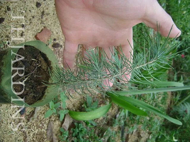 Cedrus deodara - Cedro Do Himalaya - Deodar - Cedro Deodara - Imagem 7