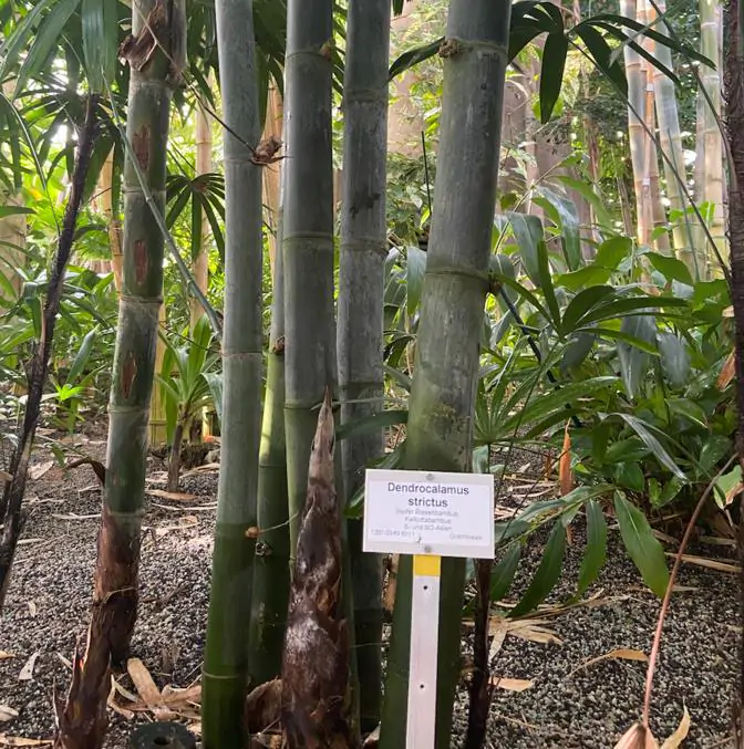 Dendrocalamus strictus - Bambu Ferro - Bambu Gigante Ferro, Bambu Sólido - Imagem 3