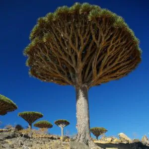 Dracaena draco - Árvore Sangue do Dragão, Dragoeiro, Dragon Tree, Dragão dos Jardins