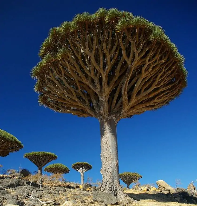 Dracaena draco - Árvore Sangue do Dragão, Dragoeiro, Dragon Tree, Dragão dos Jardins