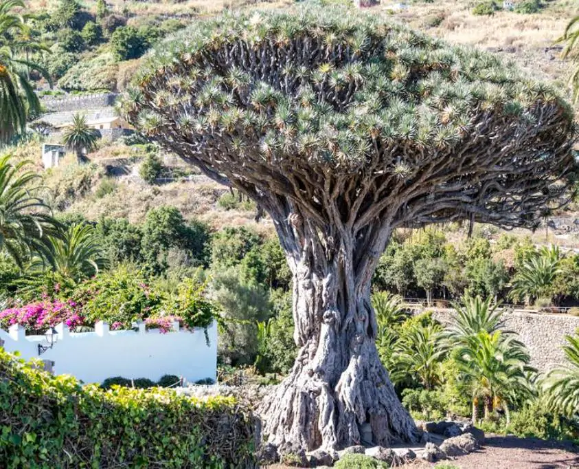 Dracaena draco - Árvore Sangue do Dragão, Dragoeiro, Dragon Tree, Dragão dos Jardins - Imagem 2