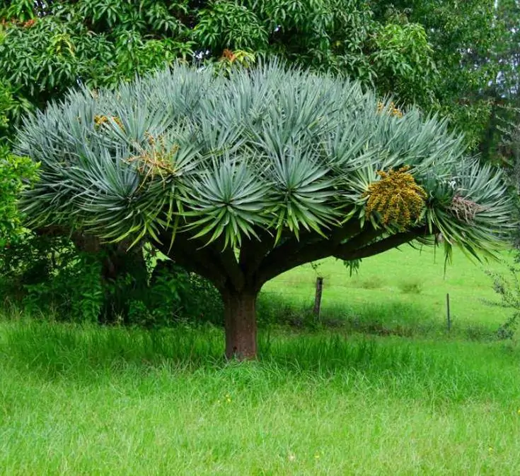 Dracaena draco - Árvore Sangue do Dragão, Dragoeiro, Dragon Tree, Dragão dos Jardins - Imagem 3