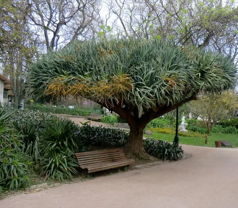Dracaena draco - Árvore Sangue do Dragão, Dragoeiro, Dragon Tree, Dragão dos Jardins - Imagem 4