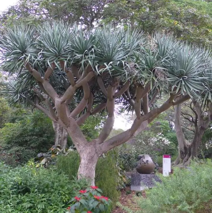 Dracaena draco - Árvore Sangue do Dragão, Dragoeiro, Dragon Tree, Dragão dos Jardins - Imagem 5