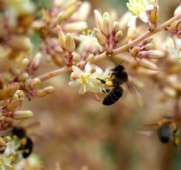 Dracaena draco - Árvore Sangue do Dragão, Dragoeiro, Dragon Tree, Dragão dos Jardins - Imagem 6