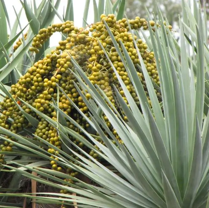Dracaena draco - Árvore Sangue do Dragão, Dragoeiro, Dragon Tree, Dragão dos Jardins - Imagem 7