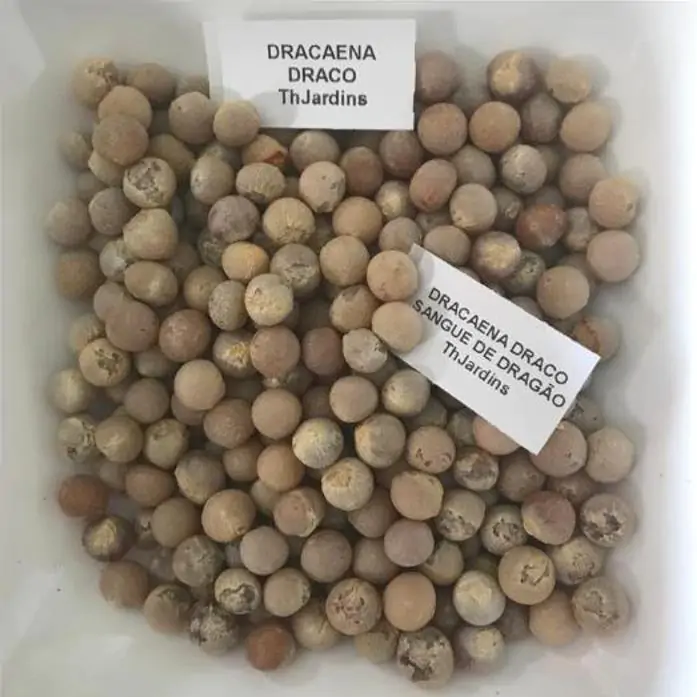 Dracaena draco - Árvore Sangue do Dragão, Dragoeiro, Dragon Tree, Dragão dos Jardins - Imagem 8