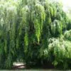 Ficus benjamina - Figueira Benjamim, Figo Chorão, Weeping Fig