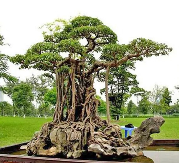 Ficus benjamina - Figueira Benjamim, Figo Chorão, Weeping Fig - Image 2