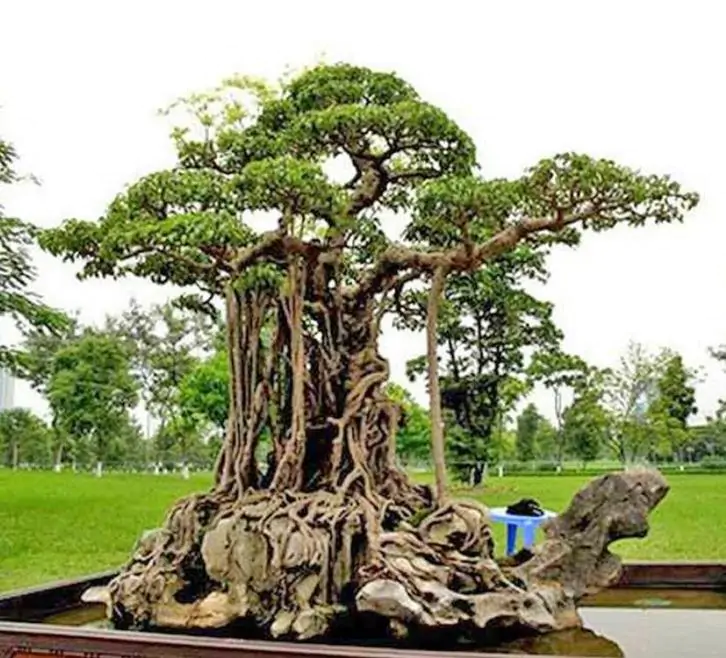 Ficus benjamina - Figueira Benjamim, Figo Chorão, Weeping Fig - Imagem 2